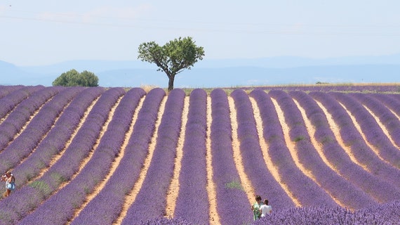 Provence Lavender Essential Oil 100% pure, Premium grade, aromatherapy, sleep aid,  skin care, Lavender Essential oil from France