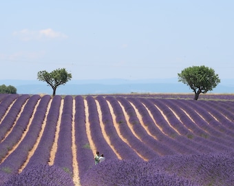 Dried French Lavender, Provence Lavender, Bulk Lavender, Wedding Favor, Lavender Toss, Highly Fragranced Lavender, Aromatherapy Lavender