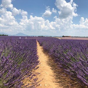 May include: A dirt path leads through a field of purple lavender flowers. The field is vast and stretches out to the horizon. The sky is blue with white clouds.
