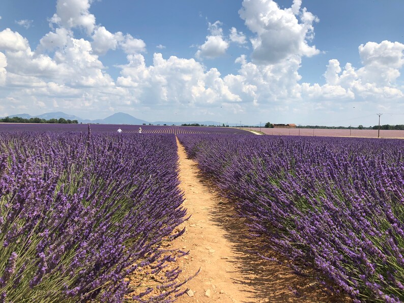 May include: A dirt path leads through a field of purple lavender flowers. The field is vast and stretches out to the horizon. The sky is blue with white clouds.