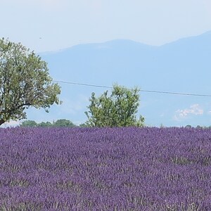 May include: A field of purple lavender flowers with two trees in the foreground and a mountain range in the background.