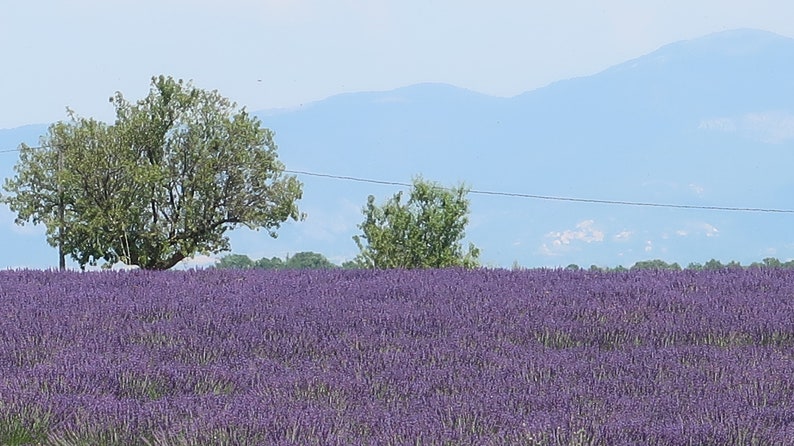 May include: A field of purple lavender flowers with two trees in the foreground and a mountain range in the background.