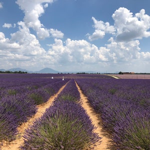 May include: A field of lavender flowers in full bloom, with two dirt paths leading to the horizon. The sky is blue with white fluffy clouds.