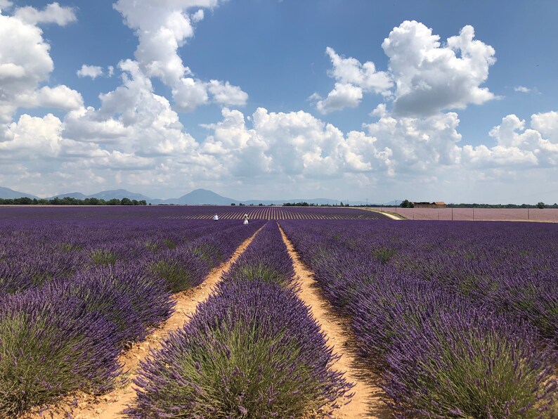 May include: A field of lavender flowers in full bloom, with two dirt paths leading to the horizon. The sky is blue with white fluffy clouds.
