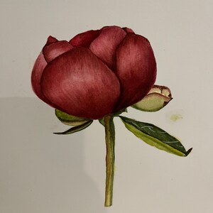 May include: A watercolor painting of a single, deep red peony bud with green leaves and stem.