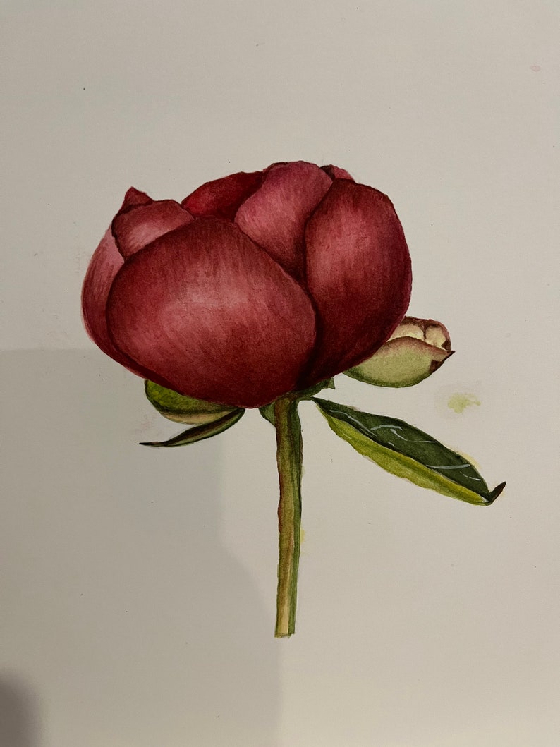 May include: A watercolor painting of a single, deep red peony bud with green leaves and stem.