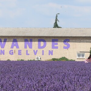 May include: A lavender field with a building in the background. The building has a sign that says "LAVANDES ANGELVIN".