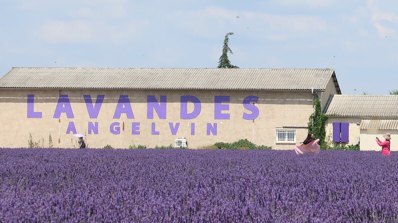 May include: A lavender field with a building in the background. The building has a sign that says "LAVANDES ANGELVIN".