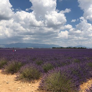 May include: A field of purple lavender flowers stretches out under a bright blue sky with fluffy white clouds. The field is bordered by a dirt path and a row of lavender bushes. In the distance, a line of mountains can be seen.