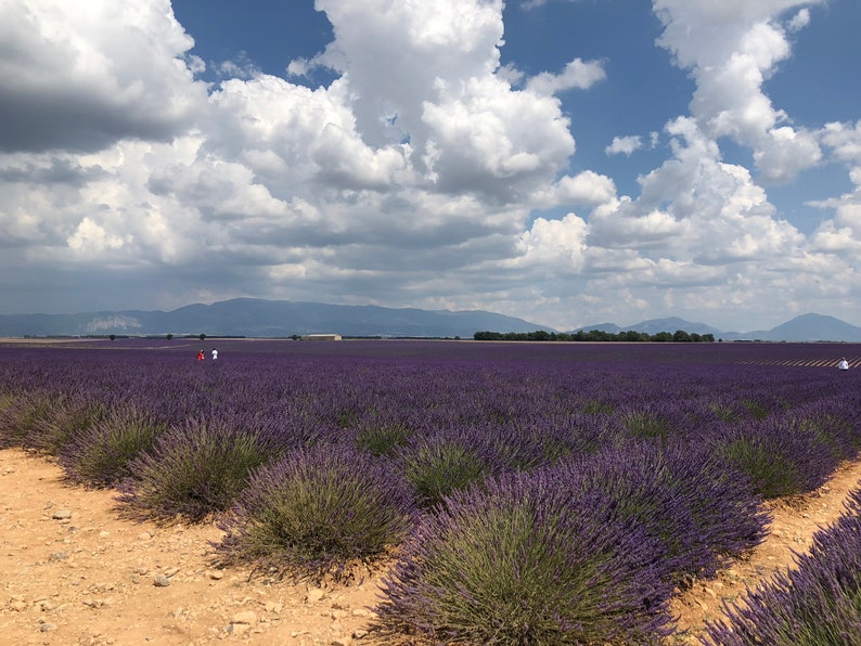 May include: A field of purple lavender flowers stretches out under a bright blue sky with fluffy white clouds. The field is bordered by a dirt path and a row of lavender bushes. In the distance, a line of mountains can be seen.
