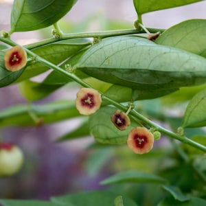 10 Fresh and Viable Katuk Clippings Prepped for Growing - Star Gooseberry Sweet Leaf Asian Cooking Grown Organic and Wild