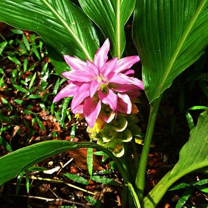 May include: A close-up of a pink flower with multiple petals, surrounded by large green leaves. The flower is in full bloom, with a yellow and green base. The background is a mix of green foliage and brown earth.
