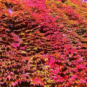May include: A wall covered in vibrant red, pink, and yellow leaves. The leaves are dense and create a textured surface. The image captures the autumn colors of the foliage, creating a visually appealing display of nature.