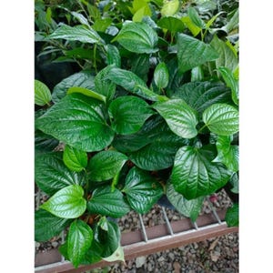 6 Viable Live Bareroot Plants, Piper Sarmentosum Kaduk - Grown Wild and Organic - Asian Cooking