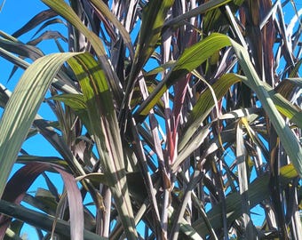 May include: A close-up shot of a plant with long, slender leaves in shades of green, purple, and red. The plant's stems are a deep purple, and the leaves have a striped pattern. The background is a clear, bright blue sky.