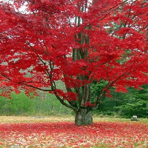 May include: A vibrant red maple tree in autumn. The tree's canopy is filled with bright red leaves, contrasting with the green foliage in the background. Fallen red leaves cover the ground, creating a colorful landscape.
