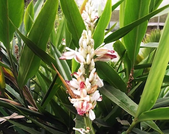 6 Galangal Rhizome Roots: Organic Thai Ginger, Ready to Plant