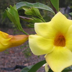 4 Live and Rooted Bareroot Plants GOLDEN TRUMPET VINE Prepped for Shipping Heirloom - Wild Grown Organic