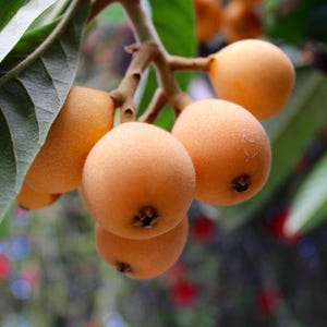 2 Gold Nugget Loquat Graft Cuttings: Rare & Delicious Organic Fruit