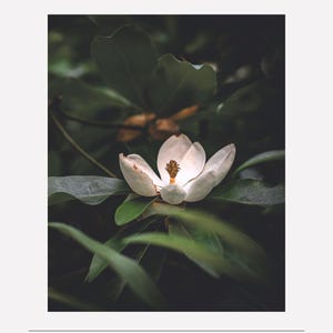 Magnolia Flower Wall Art Print | Minimalist Nature Photography | Digital Download Botanical Poster | Modern Home Decor