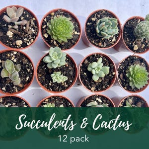 Live Succulent and Cactus Collection: 12 Plants, Low Maintenance