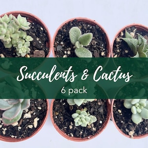 Live Succulents & Cactus Mix: 6 Pack - Low Maintenance Plants