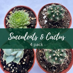 Live Succulents & Cactus Variety Pack: Low Maintenance Indoor Plants