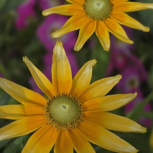 Flower Print