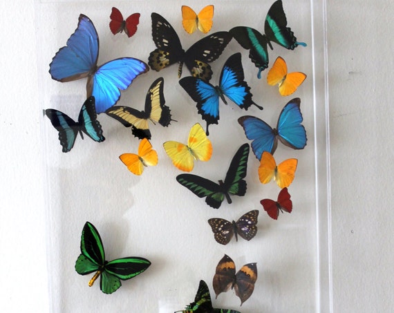 Mariposas V