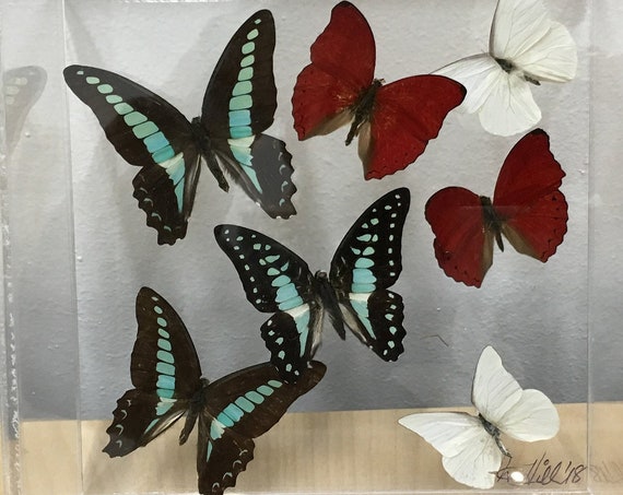 Agamemnon - one of a kind real butterfly gift