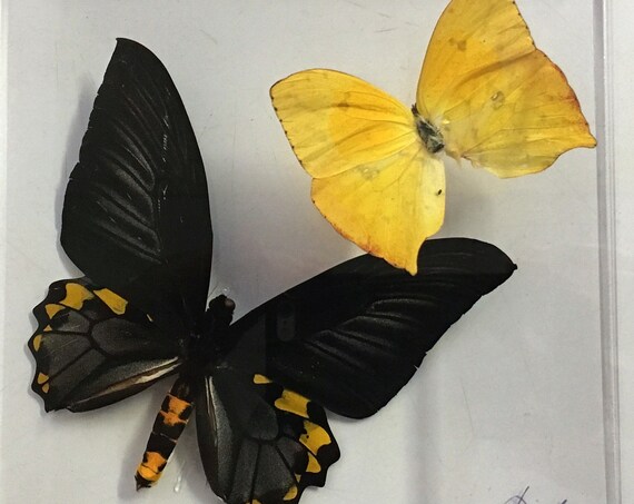 SUNLIGHT! - Real butterfly display