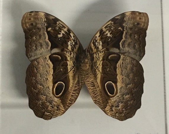 Ulysses the Hero - One of a kind real butterfly panel