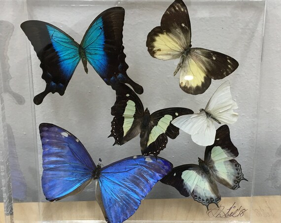 Papilio lorquinianus - Butterfly Art real