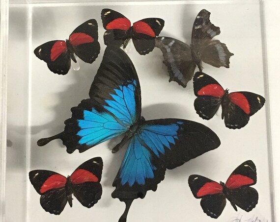 Ulysses the Hero - One of a kind real butterfly panel