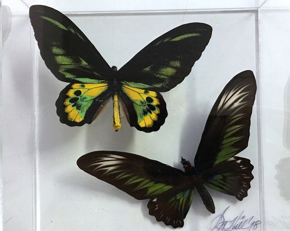BIRDWINGS IN FLIGHT! - Framed, mounted butterflies