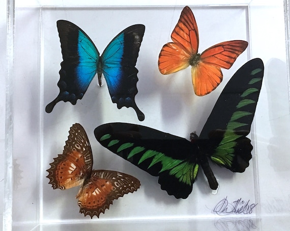 BROOKIANA! - Real butterflies in acrylic box display