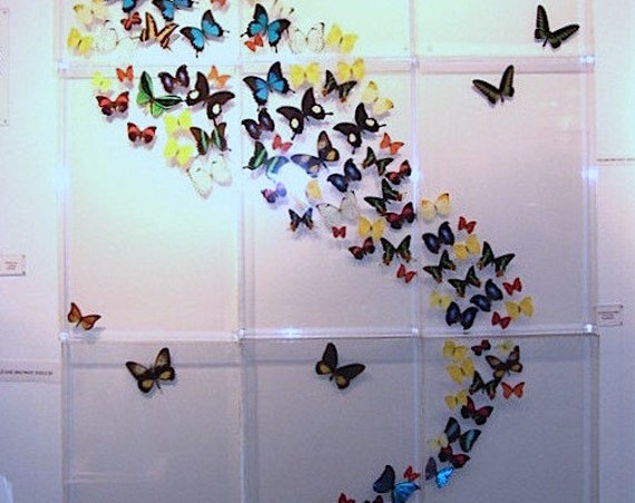 Musical Flight