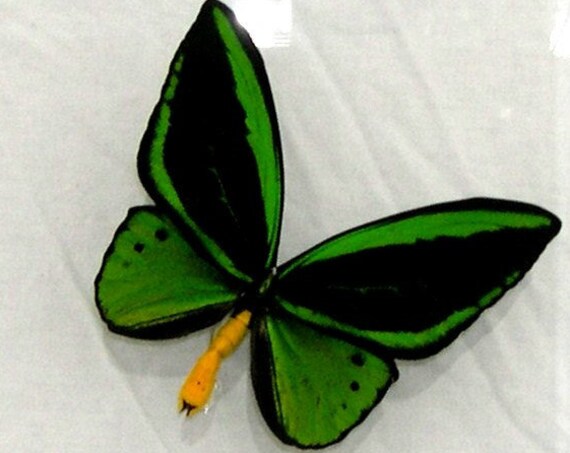 Poseidon - real butterfly panel