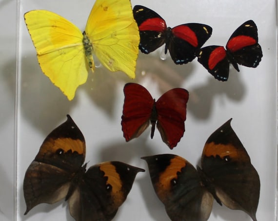 Full House II - One of a kind real butterfly panel