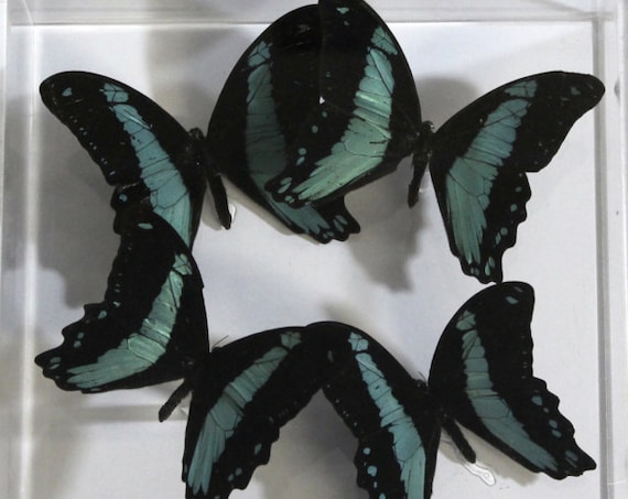 Phorcas 7x7 panel with real butterflies