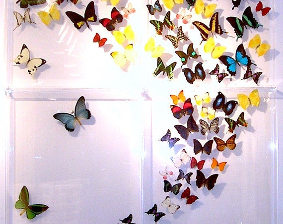 Four Panel Mariposas