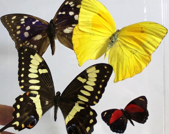Papillones
