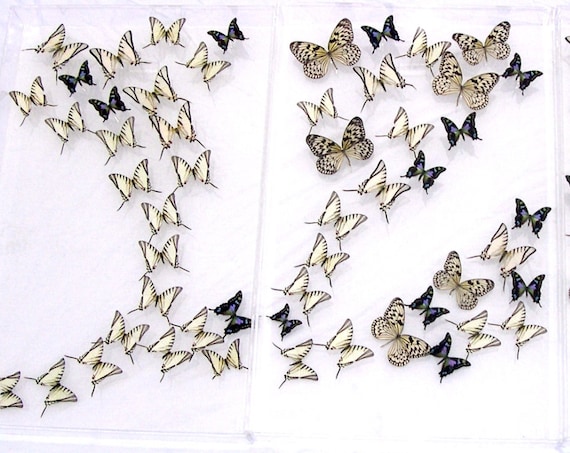 Weiskei - Three Panel Mural wall hanging display made with real butterflies