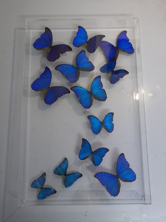 Morpho Butterflies large panel 18x3x28