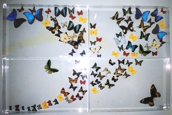 Mariposas! Four Panel