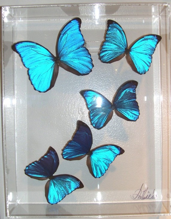 11x3x14 wall panel of real natural blue butterflies - Peru