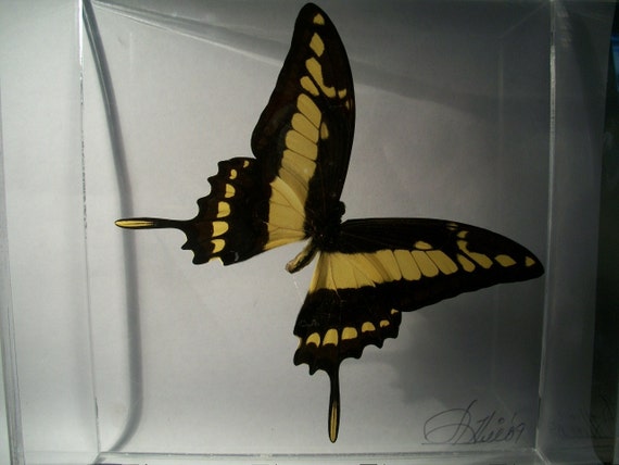 LION butterfly