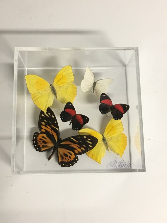 Fly Away - One of a kind real butterfly panel