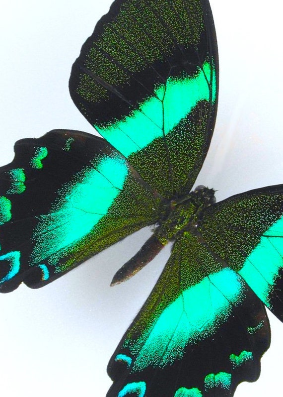 Blue Tips 7x7 butterfly