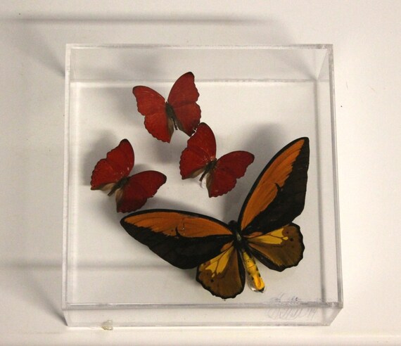 Ornithoptera croesus lydius